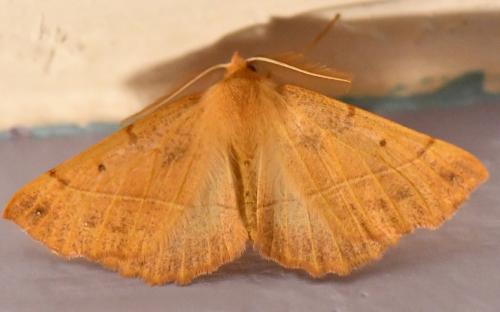 Réf. 270 360 : Colotois pennaria